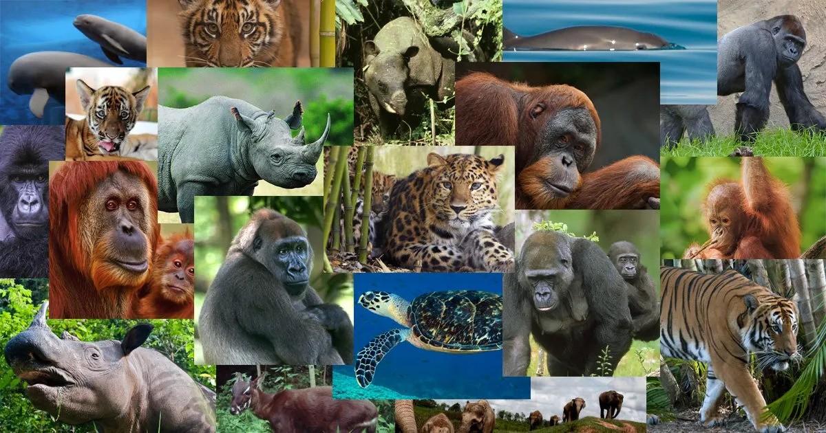 From Ants to Elephants: Discovering Animal Communities